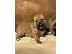 PoulaTo: Κουτάβια Shiba Inu